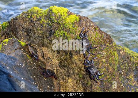 Crabe Sally lightfoot de l'Atlantique est, crabe côtier marbré (Grapsus adscensionis), situé sur une roche de lave au bord de la mer, îles Canaries, Fuerteventura Banque D'Images