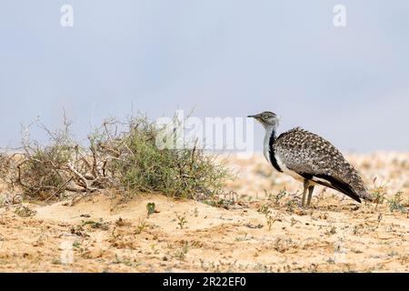 l'outarde houbara (Chlamydotis undulata), homme debout derrière une brousse, cherche un abri du vent, îles Canaries, Lanzarote Banque D'Images