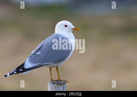 mew gull (Larus canus), assis sur un poste, Suède Banque D'Images