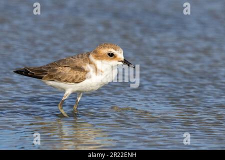 Pluvier de kentish (Charadrius alexandrinus), en plumage juvénile, Espagne, Andalousie, Sanlucar de Barrameda Banque D'Images