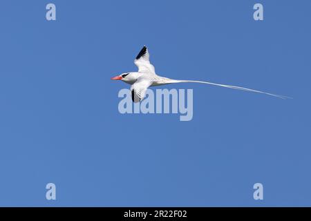 Oiseau tropique à bec rouge (Phaethon aethereus), en vol, îles Canaries, Fuerteventura, Caleta de Fustes Banque D'Images