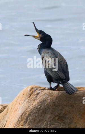 Grand cormoran (Phalacrocorax carbo), assis sur une roche côtière, callotage, Suède Banque D'Images