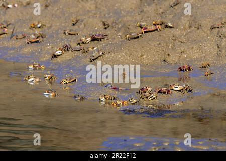 Crabe violoniste marocain, crabe violoniste européen, crabe violoniste ouest-africain, Barrilete (Uca tangeri, Afruca tangeri), plusieurs juvéniles sur un rivage, Banque D'Images