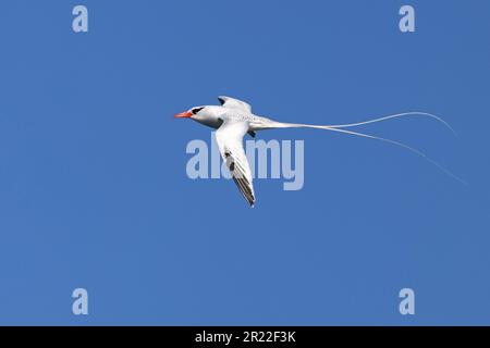 Oiseau tropique à bec rouge (Phaethon aethereus), en vol, îles Canaries, Fuerteventura, Caleta de Fustes Banque D'Images