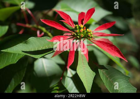 Poinsettia sauvage en fleur au Bhoutan Banque D'Images