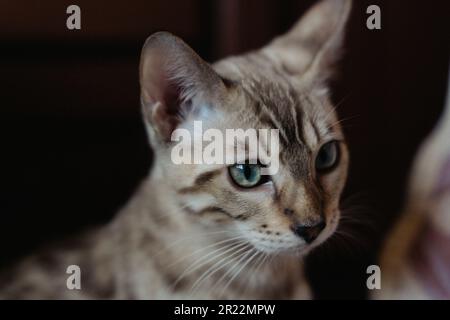 Chaton Bengale assis sur un fond noir isolé . Photo de haute qualité Banque D'Images