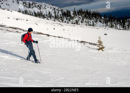 Femme adulte en raquettes sur le mont Saint Helens, Washington. Banque D'Images