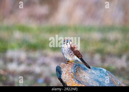 Kestrel sur la roche de Korte Park Lyndhurst New Jersey USA Banque D'Images