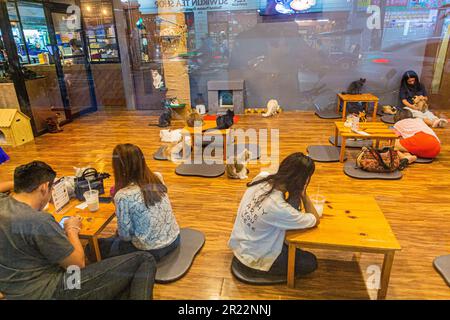 CHIANG RAI, THAÏLANDE - 29 NOVEMBRE 2019 : CAT 'n' A CUP Cat Cafe à Chiang Rai, Thaïlande Banque D'Images