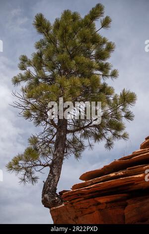 Le pin crocheté pousse au bord d'un pic dans le parc national de zion Banque D'Images