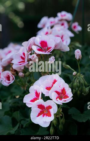 Parfum d'Ange Citronella Geranium ou Pelargonium 'parfum d'ange' floraison ou fleurs dans un panier suspendu de jardin à la maison. Banque D'Images