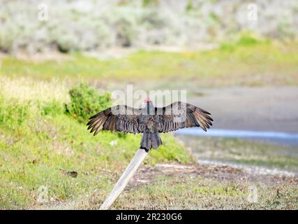 Les ailes de Turkey Vulture se sont redéployées vers l'appareil photo Banque D'Images