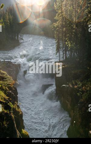 Sunwapta Falls Island Parc national Jasper Canada Banque D'Images