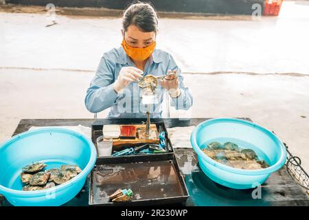 Ha long City, Vietnam, 16 novembre 2022: Un technicien implante une perle dans une huître perlière dans le processus de culture de la perle près de Ha long Banque D'Images