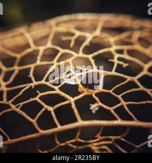 Une seule goutte d'eau se trouve sur une feuille vibrante, éclairée par un faisceau de lumière du soleil Banque D'Images