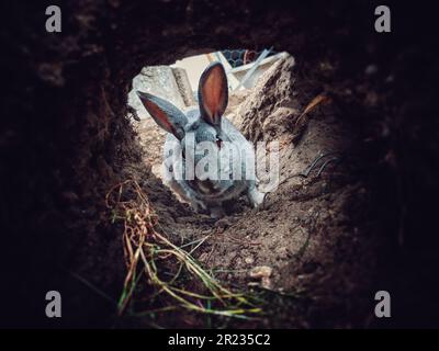 Un lapin dans une terrow peu profonde dans le sol Banque D'Images