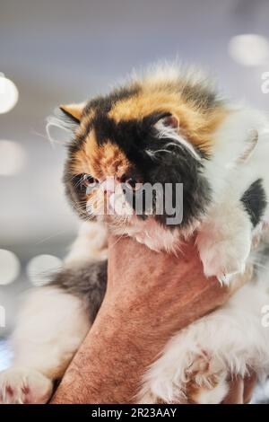 Chat perse tricolore entre les mains du propriétaire Banque D'Images
