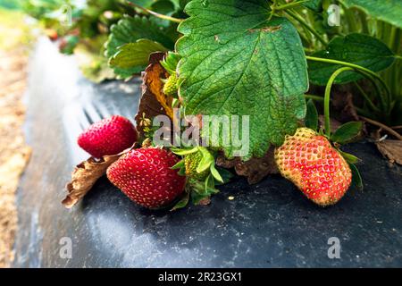 Vue des fraises commerciales mûrissant au premier plan avec le lit surélevé recouvert de plastique visible en arrière-plan. Banque D'Images