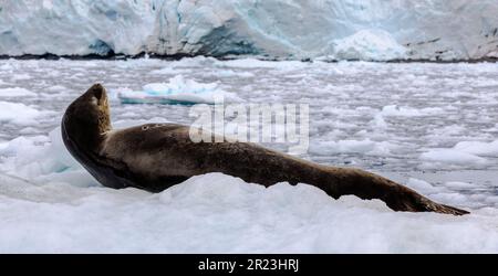 Phoque léopard posé sur l'iceberg en Antarctique Banque D'Images