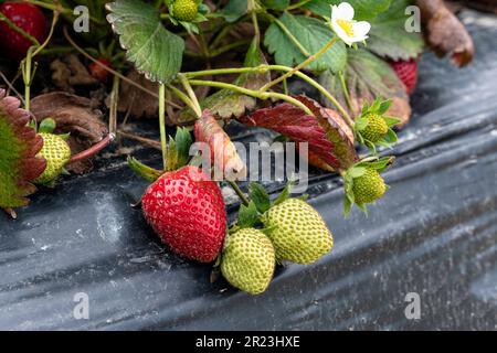 Fraisier (Fragaria ananassa) plante en plasticulture montrant diverses étapes de développement de fraisiers. Banque D'Images