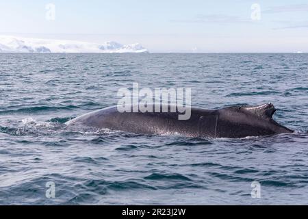 Baleines à bosse dans le port d'Orne, Antarctique Banque D'Images
