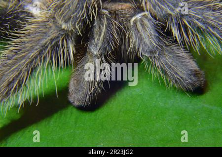 Tarantula jambes gros plan . Banque D'Images