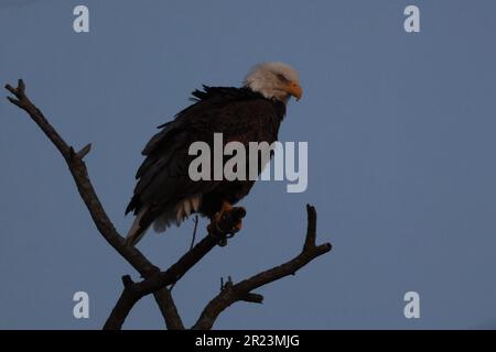 Un majestueux aigle à tête blanche perché sur une branche d'arbre sous le ciel nocturne éclairé Banque D'Images