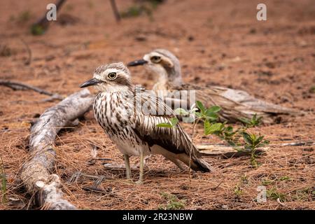 Un oiseau de curlew en pierre de brousse qui est debout dans la terre sur l'île magnétique Banque D'Images