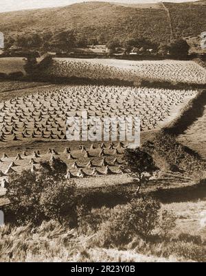 Pays de Galles en 1939 - des albums de maïs sèchent dans un champ gallois après la récolte. Banque D'Images