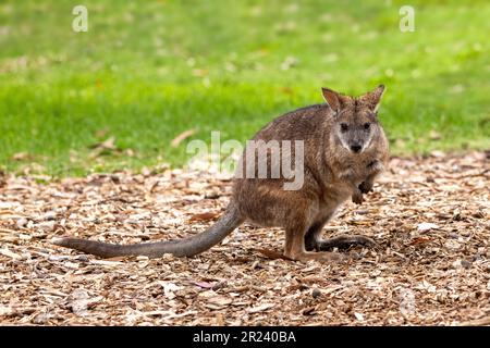 Wallaby à col rouge, Macropus rufogriseus, debout dans une posture de brouillé, vue de face, avec fond d'herbe. Tasmanie, Australie. Banque D'Images
