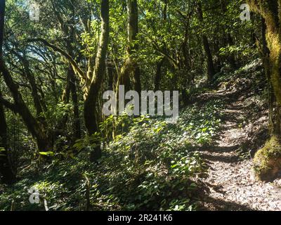 Sentier étroit à travers la forêt de laurisilva avec des branches tordues de Laurier moussy et des arbres Erica arborea en plein soleil. Parc national de Garajonay, El Banque D'Images