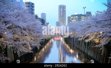 Vue nocturne sur les cerisiers en fleurs qui fleurissent le long des rives du fleuve Meguro à Tokyo, au Japon. Banque D'Images