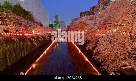 Vue nocturne sur les cerisiers en fleurs qui fleurissent le long des rives du fleuve Meguro à Tokyo, au Japon. Banque D'Images