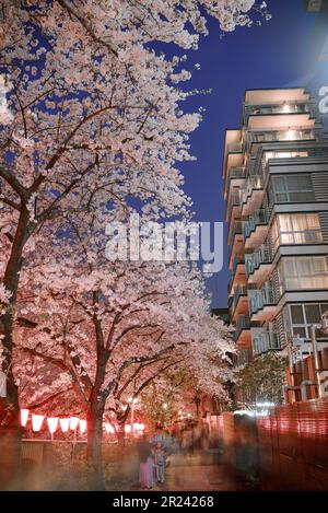 Vue nocturne sur les cerisiers en fleurs qui fleurissent le long des rives du fleuve Meguro à Tokyo, au Japon. Banque D'Images