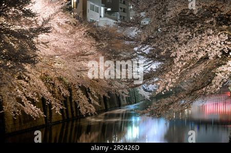 Vue nocturne sur les cerisiers en fleurs qui fleurissent le long des rives du fleuve Meguro à Tokyo, au Japon. Banque D'Images
