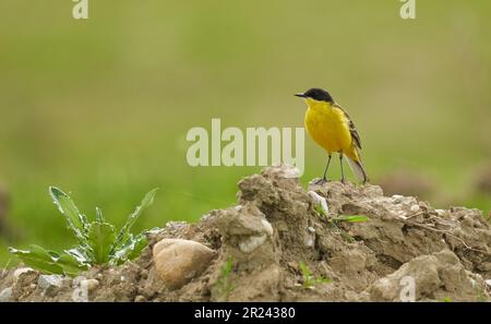 La queue jaune de l'Ouest à tête noire (Motacilla flava feldegg) au sol par un champ de blé Banque D'Images