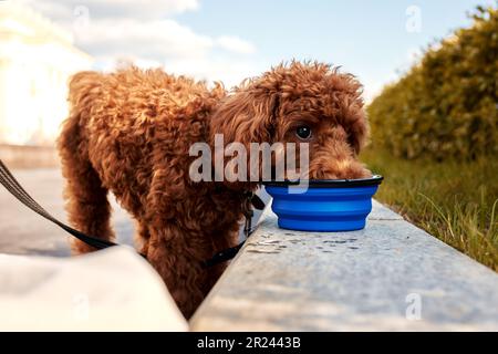 Drôle de jouet rouge mange la nourriture d'un bol bleu tout en marchant dans le parc. Portrait en gros plan d'un animal de compagnie bien-aimé Banque D'Images