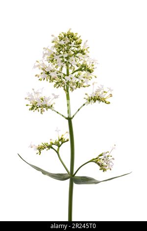 Fleurs blanches de valériane isolées sur fond blanc Banque D'Images