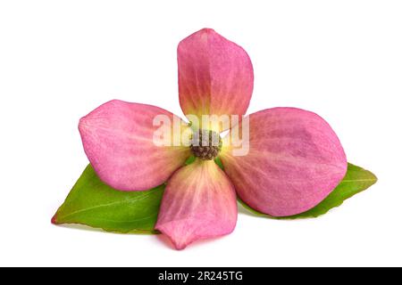 Fleur de cornouiller fleurie isolée sur fond blanc Banque D'Images