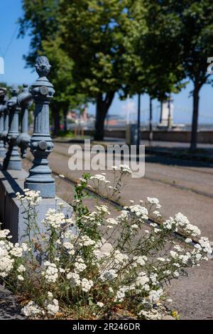 Fleurs blanches (Spiraea nipponica) près du tramway. Barrière bleue. Vue sur la rue en arrière-plan. Banque D'Images