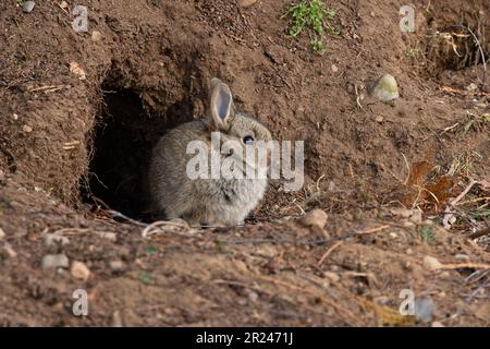 Lapin (Oryctolagus cuniculus) bébé à l'entrée du terrier Highland Kinguisse UK GB avril 2023 Banque D'Images