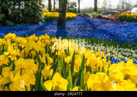 Belle jonquille jaune en fleurs, arrière-plan coloré fleurs bleues, Focus sélectionné, à Lisse Hollande pays-Bas, gros plan Banque D'Images