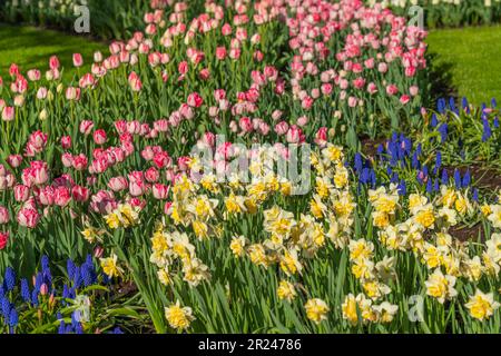 Belle jonquille jaune en fleurs, fond de tulipe colorée à Lisse Hollande pays-Bas, gros plan Banque D'Images