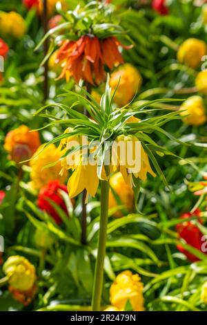 Panorama avec fritilaria impérialis à fleur jaune et belle tulipe en fleur colorée en arrière-plan, Lisse Netherland, vertical Banque D'Images