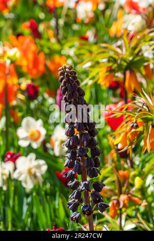 Fritilaria persica et de magnifiques tulipes fleuris au printemps aux pays-Bas, foyer vertical choisi Banque D'Images