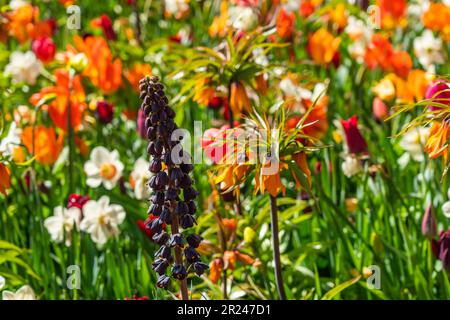 Fritilaria persica et en arrière-plan de magnifiques tulipes fleuris au printemps dans les pays-Bas Banque D'Images