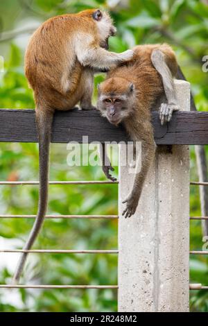 Deux membres d'une famille de macaques à queue longue se reposent et se brandent les uns les autres tout en étant assis sur la balustrade d'un pont au-dessus d'une rivière de mangrove, Singapour Banque D'Images