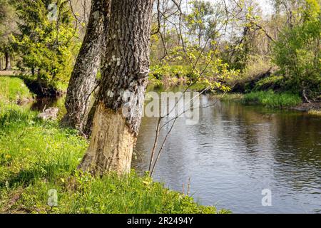 Castor mastigeant le tronc d'arbre endommagé et l'écorce près de la rivière à l'extérieur au printemps. Belle nature verte. Banque D'Images