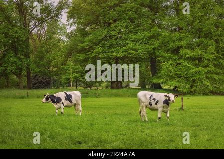 Deux vaches paître dans le champ par la forêt. Vert frais, printemps, pays-Bas. Banque D'Images
