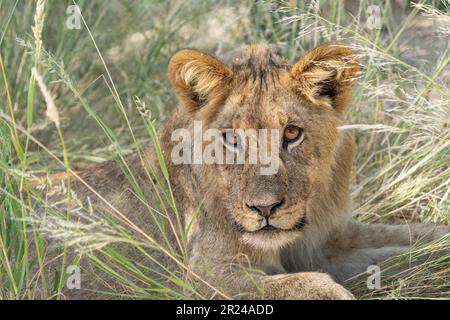 Lion cub, bébé regarde dans l'appareil photo. Portrait de son visage, de ses yeux, de ses oreilles. Kalahari, Parc transfrontalier de Kgalagadi, Afrique du Sud Banque D'Images